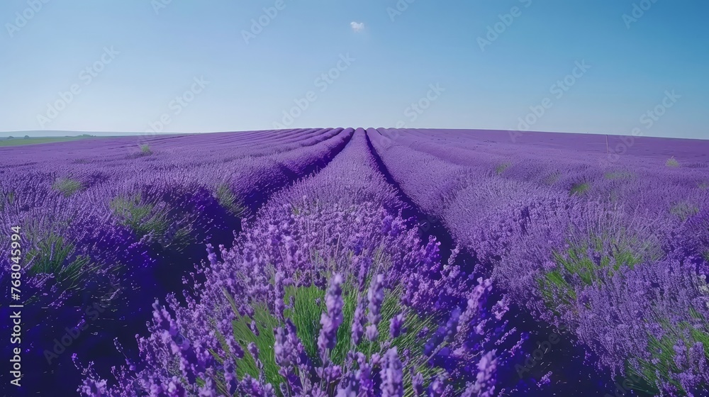 Vivid lavender fields beautifully contrasted by the backdrop of a stunningly clear blue sky