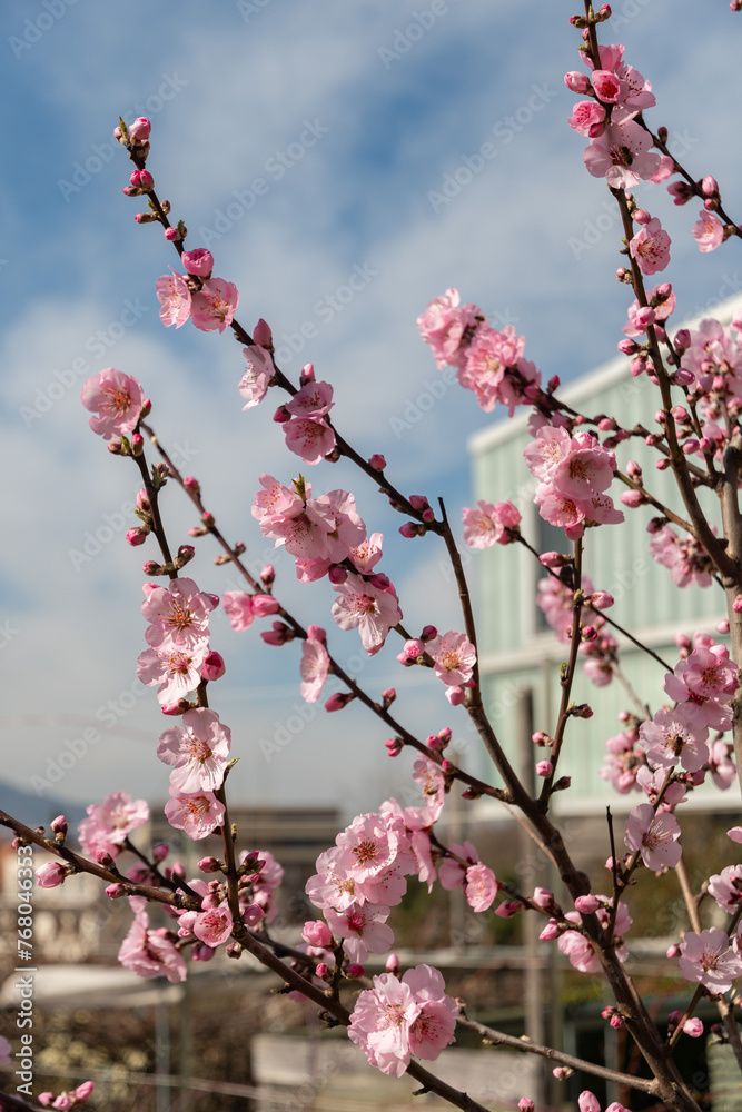 Prunus Dulcis plant in Zurich in Switzerland Prunus Dulcis plant in Zurich in Switzerland