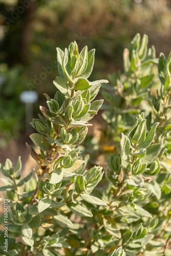 Grey leaved cistus or Cistus Albidus plant in Zurich in Switzerland