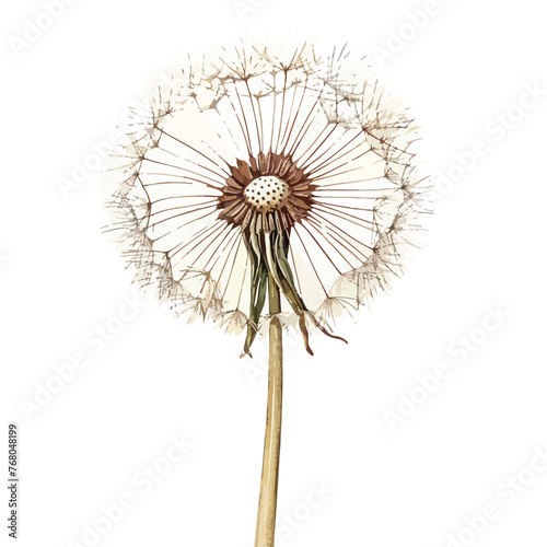 Dandelion clipart isolated on white background