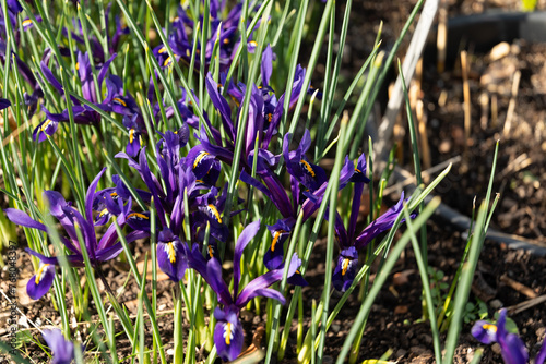 Golden netted iris or Iris Reticulata flowers in Zurich in Switzerland