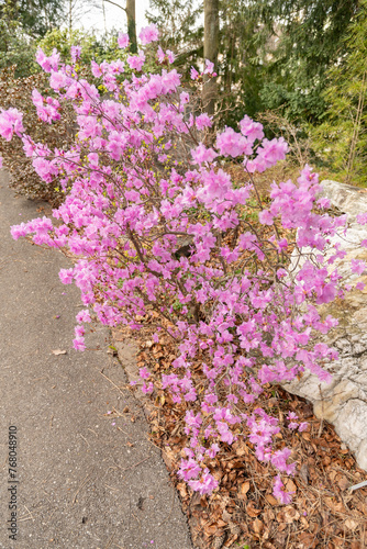 Rhododendrum Hybridum plant in Zurich in Switzerland