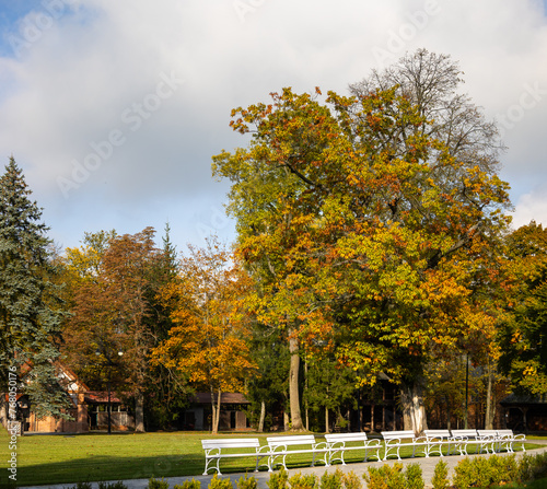 Obraz na płótnie White wooden benches in a city park. A romantic photo of empty benches in sunlight w salonie