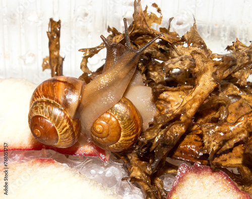 A pet snail in an aquarium.Snail garden background.An aquarium snail.The garden snail is a terrestrial gastropod mollusk. © begun1983