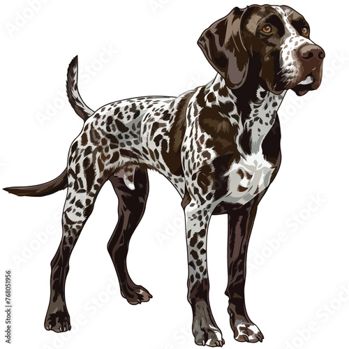 German Shorthaired Pointer Dog clipart isolate