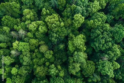 Panoramic aerial view of a dense forest with vibrant green foliage covering the landscape