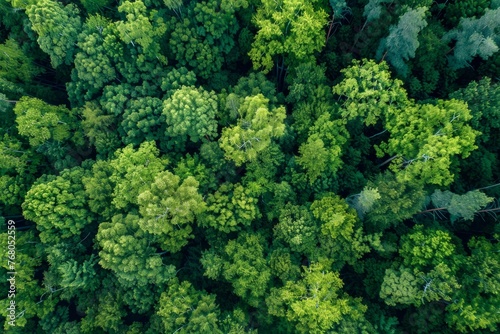 An aerial perspective showcasing the vast expanse of a dense forest with a multitude of trees covering the landscape