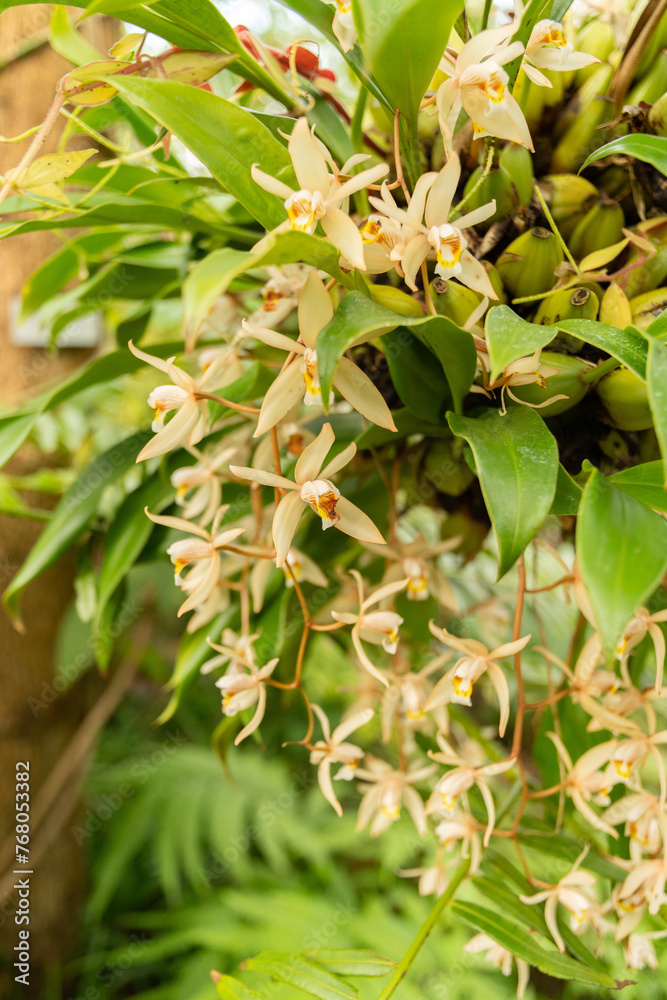 Bearded Coelogyne or Coelogyne Flaccida plant in Zurich in Switzerland Bearded Coelogyne or Coelogyne Flaccida plant in Zurich in Switzerland
