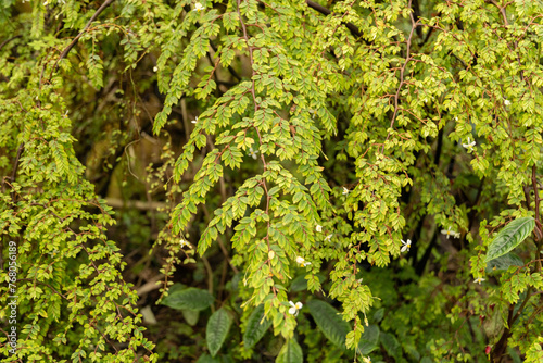 Begonia Foliosa plant in Zurich in Switzerland photo