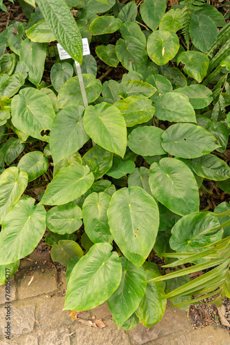 Steudnera Colocasiifolia plant in Zurich in Switzerland photo