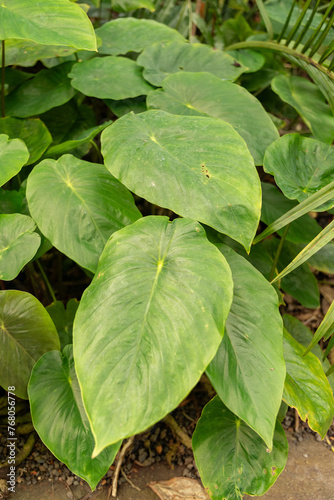 Steudnera Colocasiifolia plant in Zurich in Switzerland photo