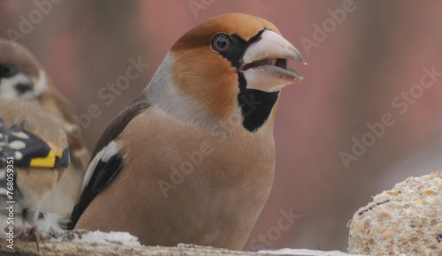 Hawfinch