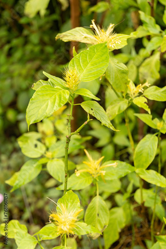 Schaueria Calytricha plant in Zurich in Switzerland photo