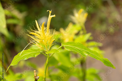 Schaueria Calytricha plant in Zurich in Switzerland photo