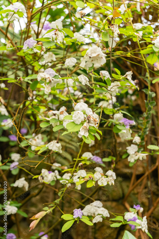 Brunfelsia Uniflora plant in Zurich in Switzerland Brunfelsia Uniflora plant in Zurich in Switzerland