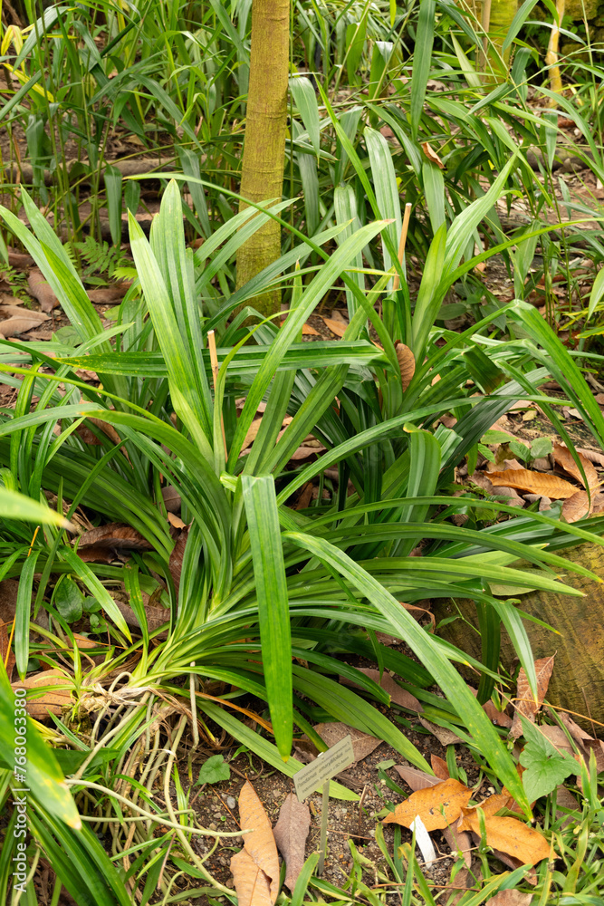 Obraz premium Pandanus Amaryllifolius plant in Zurich in Switzerland
