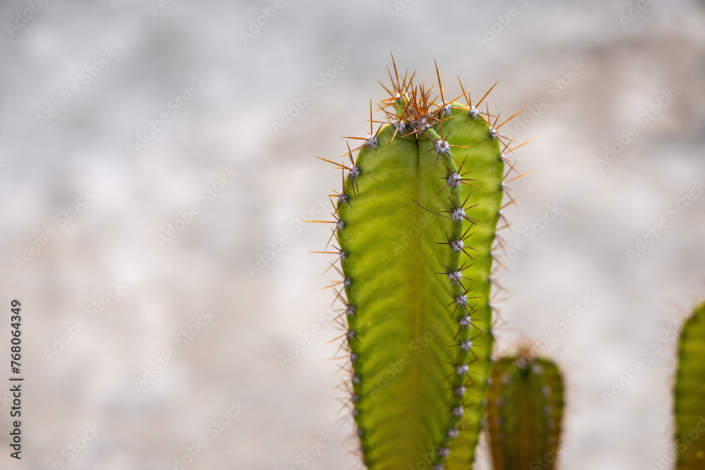 Fototapeta premium Beautiful prickly cactus close-up on a blurred background. Selective focus.