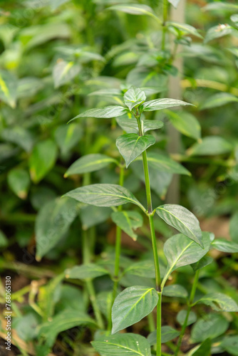 Rungia Klossii plant in Zurich in Switzerland photo