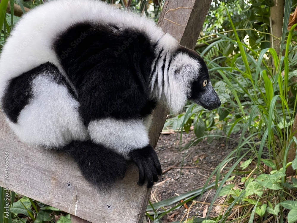 Fototapeta premium black and white lemur