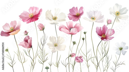 Delicate Watercolor Cosmos Flowers in Soft Pink and White Hues © Mickey
