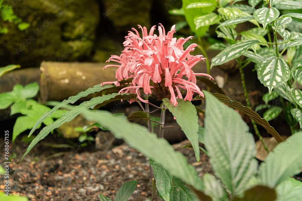 Jacobinia Carnea plant in Zurich in Switzerland Jacobinia Carnea plant in Zurich in Switzerland