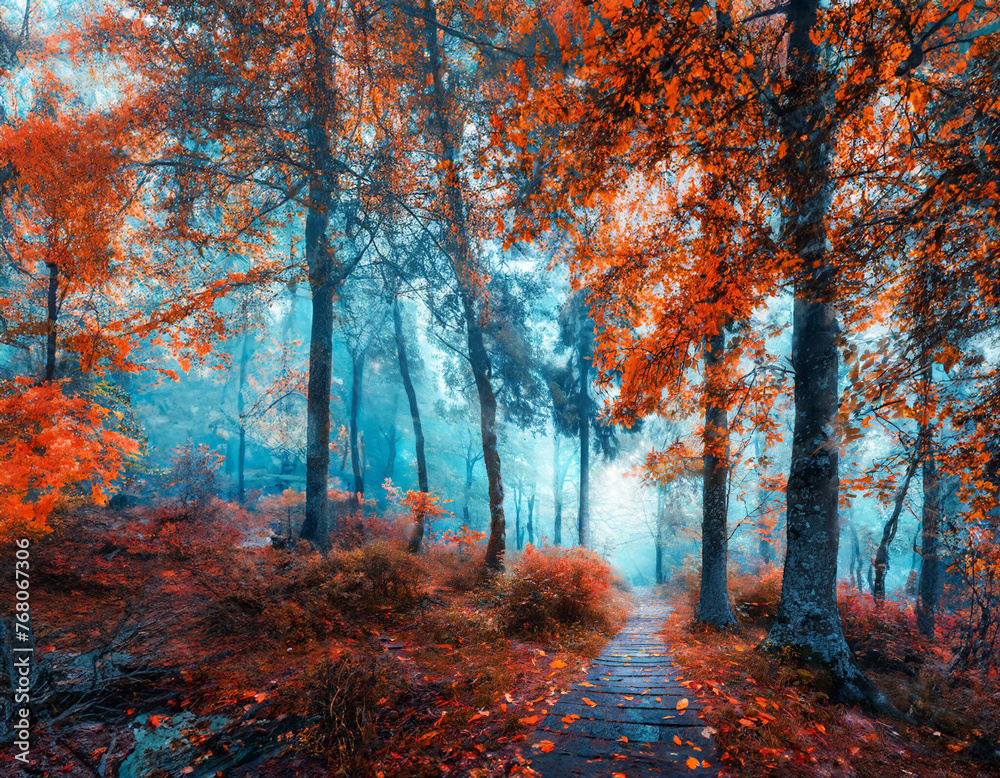 Colourful landscape with enchanting trees and red and orange leaves. Landscape with path in a dreamy fog forest.