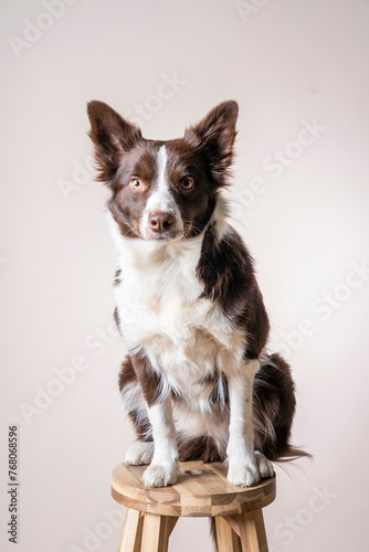 Close up studio portrait of a brown and white Border Collie dog sitting on bar chair and looking at the the camera © Dragan