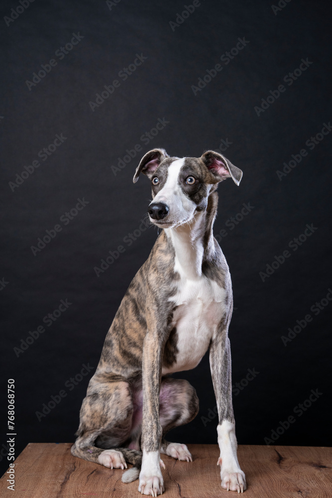 Close up studio portrait of Greyhound dog sitting on wooden box and looking away from the camera