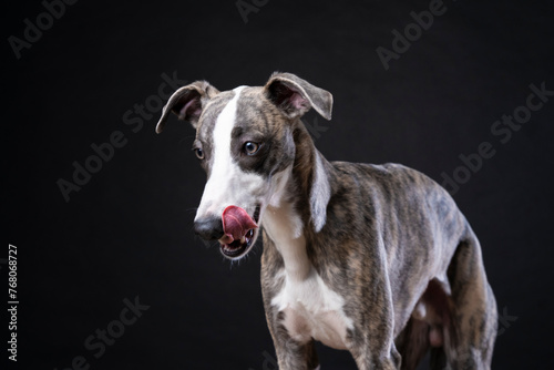 Close up studio portrait of Greyhound dog standing and licking at the camera