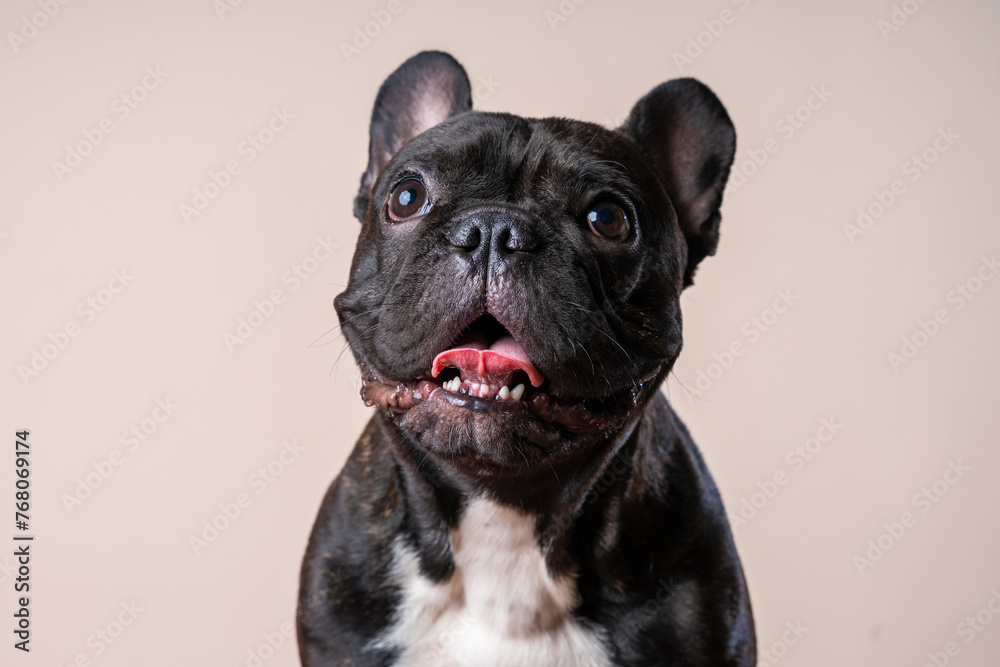 Close up studio portrait of a black French Bulldog puppy sitting on chair and looking away from camera