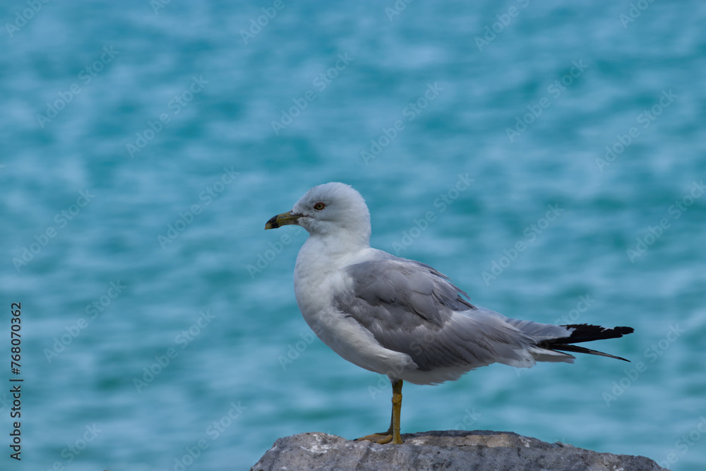 Just the seagull and the perched rock in focus - Goderich, ON, Canada Just the seagull and the perched rock in focus - Goderich, ON, Canada
