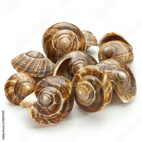snail, shell, nature, animal, isolated, brown, spiral, slow, garden, white, helix, macro, mollusk, snails, close-up, slimy, food, slug, escargot, house, sea, mollusc