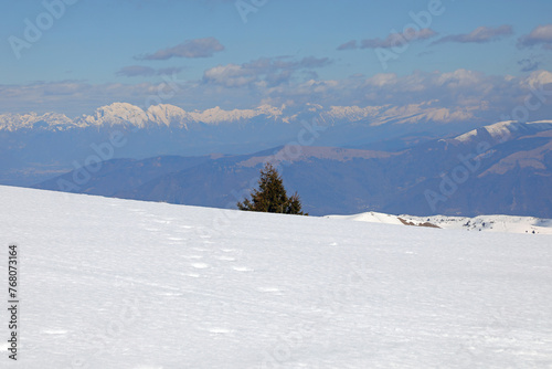 panorama with snow-capped mountains in winter and a pine tree