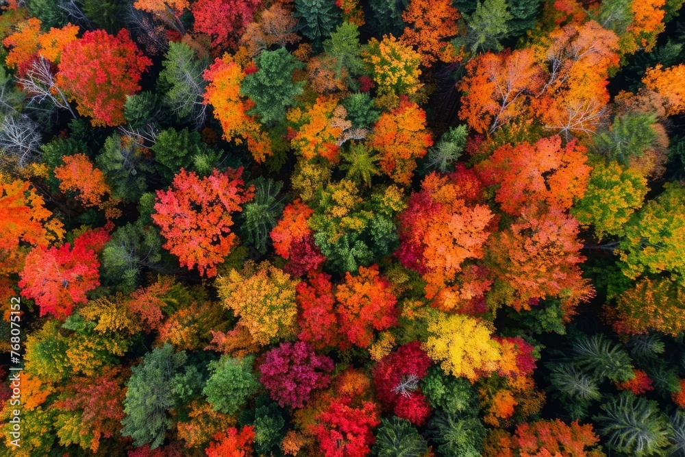 A beautiful autumn forest with many trees in various shades of red, yellow, and green. The trees are spread out across the image, creating a sense of depth and a feeling of being surrounded by nature A beautiful autumn forest with many trees in various shades of red, yellow, and green. The trees are spread out across the image, creating a sense of depth and a feeling of being surrounded by nature