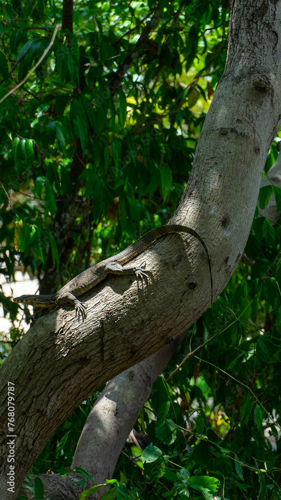 Big lizard in a tree in Koh Phi Phi Big lizard in a tree in Koh Phi Phi