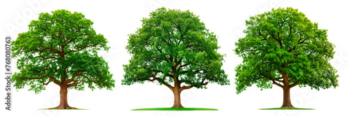 Set of large trees with green leaves close-up isolated on a white or transparent background. Oak trees with summer foliage in summer or spring  side view. Branched summer tree isolate  design element.