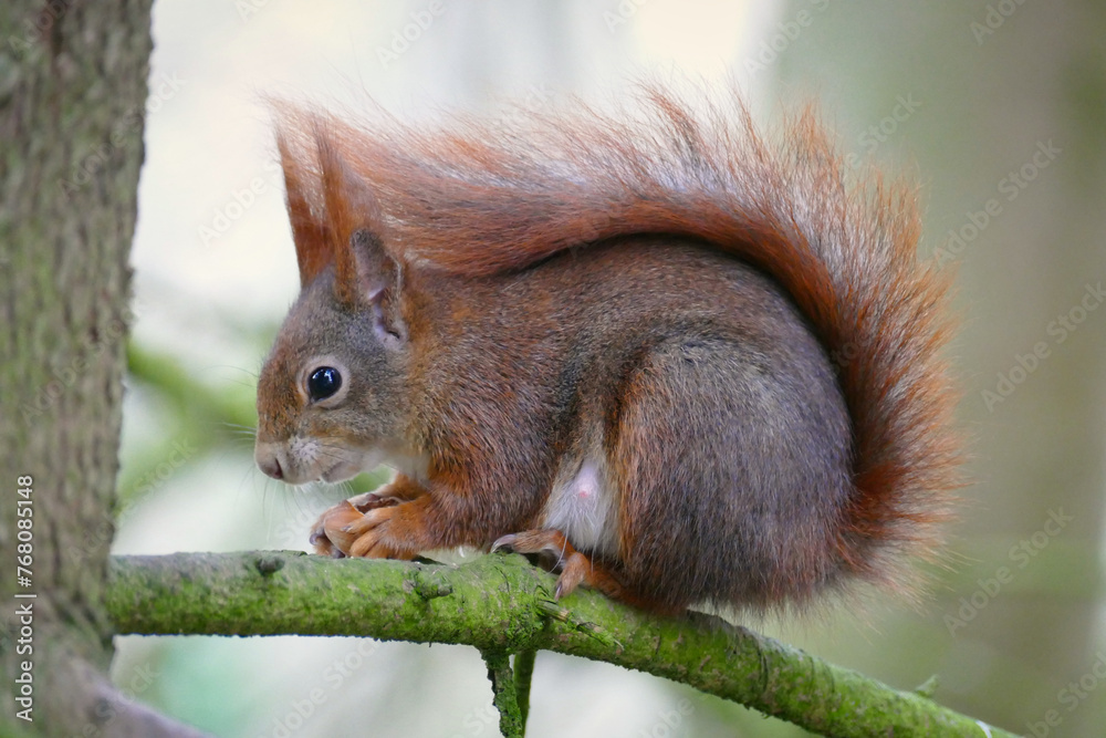 close up of an european squirrel full length sitting on a branch with a nutshell in its hands close up of an european squirrel full length sitting on a branch with a nutshell in its hands