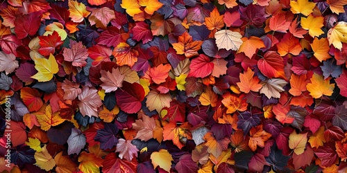  A Canvas of Fall Leaves © Dament