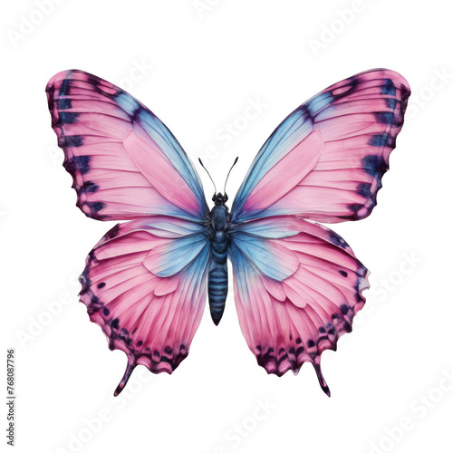 Pink and blue vivid detailed beautiful butterfly pastel concept isolated on white background © NightTampa