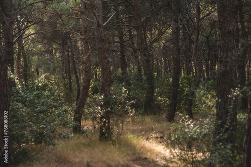 path in the forest in Apulia, southern Italy photo