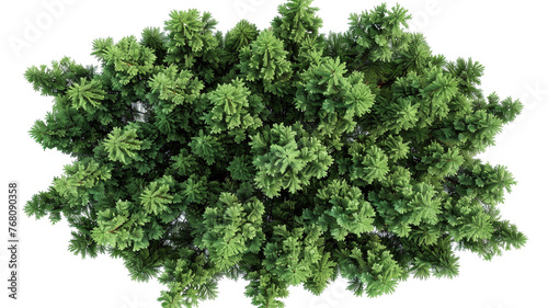 Top view of Picea Abies Tree. PNG with alpha channel to cutout. Made from 3D model for compositing.