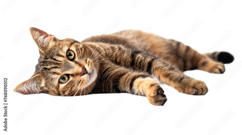 Fototapeta premium domestic gray tabby cat lies and looks at the camera on white isolated background 