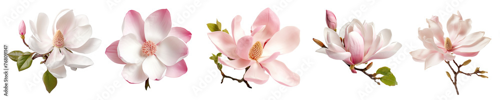 Collection of magnolia flowers isolated on transparent or white background Collection of magnolia flowers isolated on transparent or white background