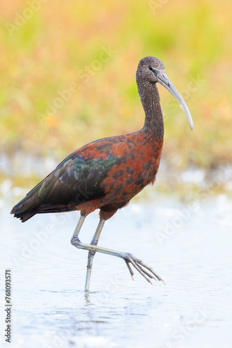 Glossy ibis  Plegadis falcinellus  wader bird in breeding plumage