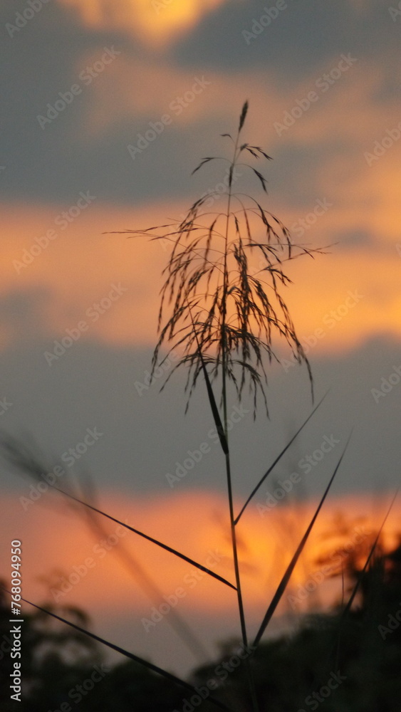The art of light and shadow, a beautiful evening backlit photograph of grass.