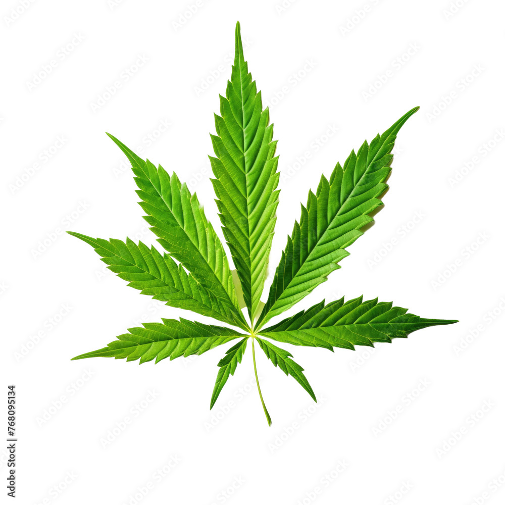 one cannabis leaf on a white isolated background one cannabis leaf on a white isolated background