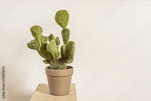 Opuntia: generic name that comes from the Greek used by Pliny the Elder for a plant that grew around the city of Opus in Greece