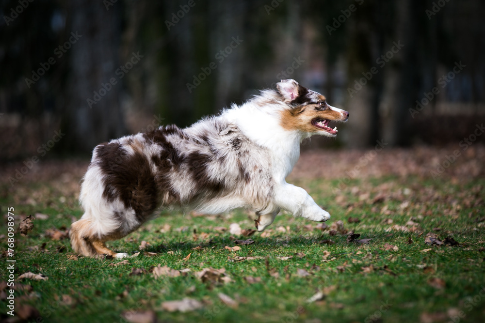 Australian shepherd dog outside in beautiful park outside	
