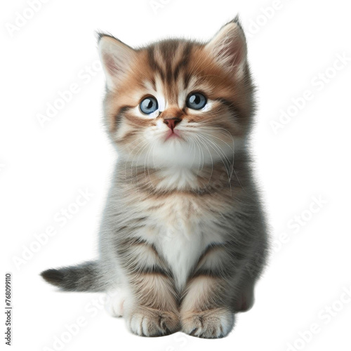 Adorable Kitten Posing Sweetly on Clear Canvas