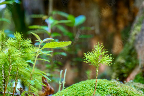 Small green fern growing from moss covered rock. Background blurred or out of focus. Location: El Chaiten Volcano Hike, Chaitén Los Lagos, Chile
